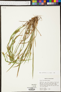 Carex flaccosperma image