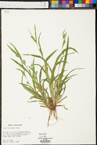 Carex flaccosperma image
