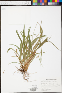 Carex flaccosperma image