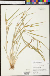 Carex flaccosperma image