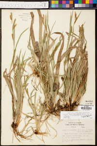 Carex flaccosperma image