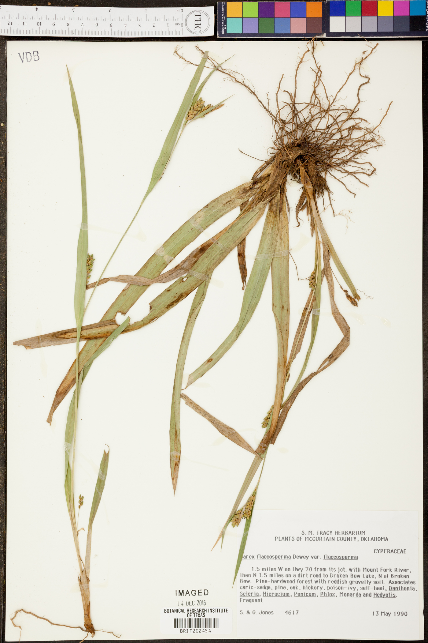 Carex flaccosperma var. flaccosperma image