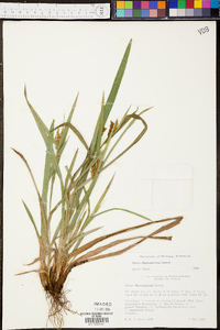 Carex flaccosperma image