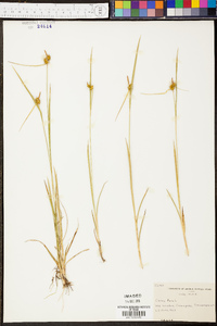 Carex flava image