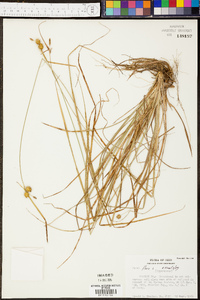 Carex flava image