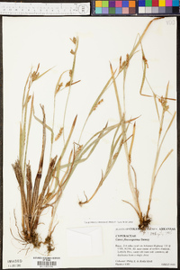 Carex flaccosperma image