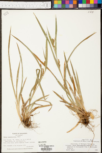 Carex flaccosperma image