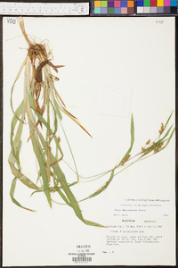 Carex flaccosperma image