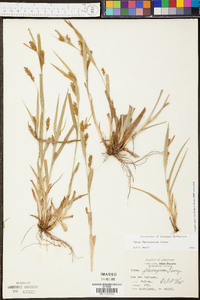 Carex flaccosperma image