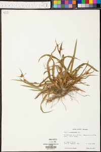 Carex flaccosperma image