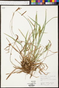 Carex flaccosperma image