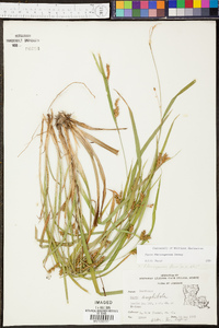 Carex flaccosperma image