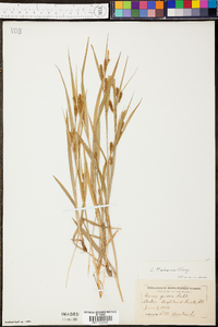 Carex haleana image