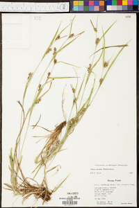 Carex grisea image