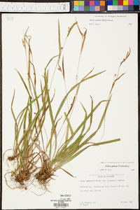 Carex grisea image