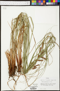 Carex glaucescens image