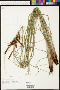 Carex glaucescens image