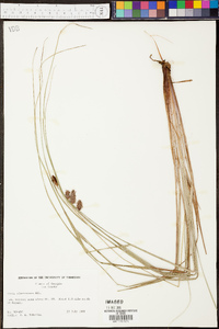 Carex glaucescens image