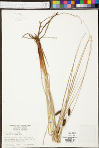 Carex glaucescens image