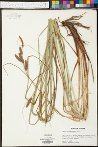 Carex glaucescens image