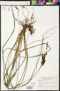 Carex glaucescens image