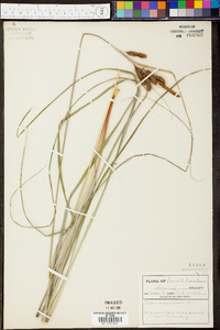 Carex glaucescens image