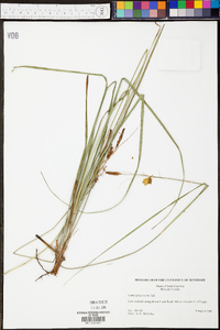 Carex glaucescens image