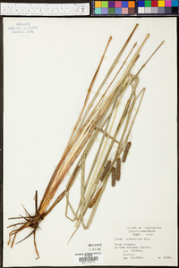 Carex glaucescens image