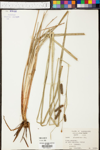 Carex glaucescens image