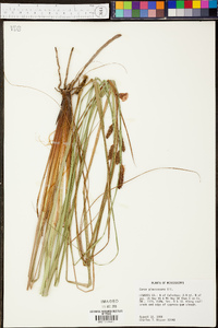 Carex glaucescens image