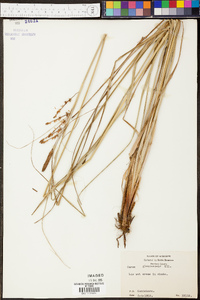 Carex glaucescens image