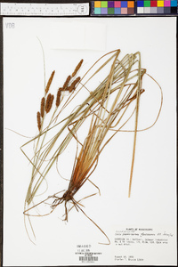 Carex glaucescens image