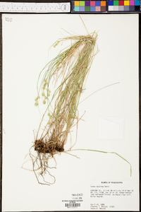 Carex hyalina image