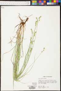 Carex hyalina image