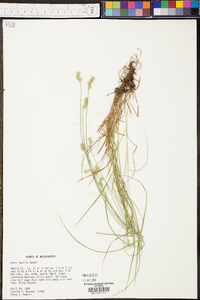 Carex hyalina image