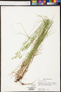 Carex hyalina image