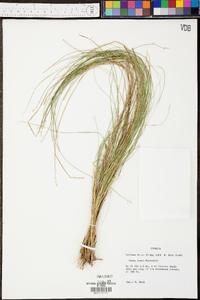Carex howei image