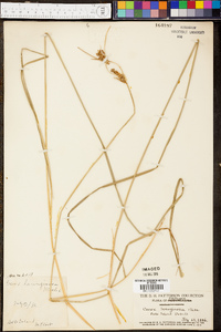 Carex lasiocarpa image