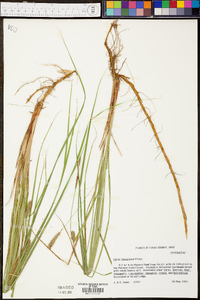 Carex lasiocarpa image