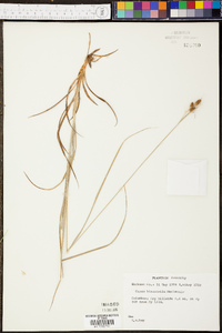 Carex hyalinolepis image