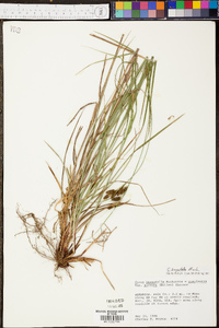 Scleria hirtella image