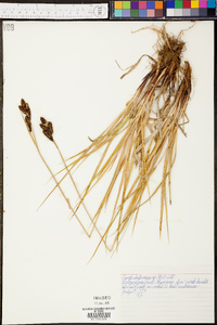 Carex heteroneura image