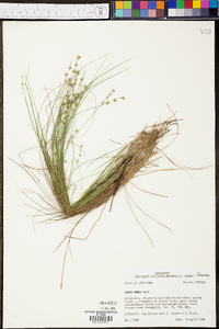 Carex howei image