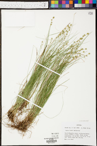 Carex howei image