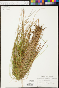 Carex incomperta image