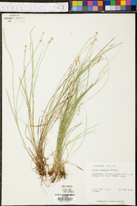 Carex interior image