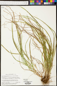 Carex impressinervia image