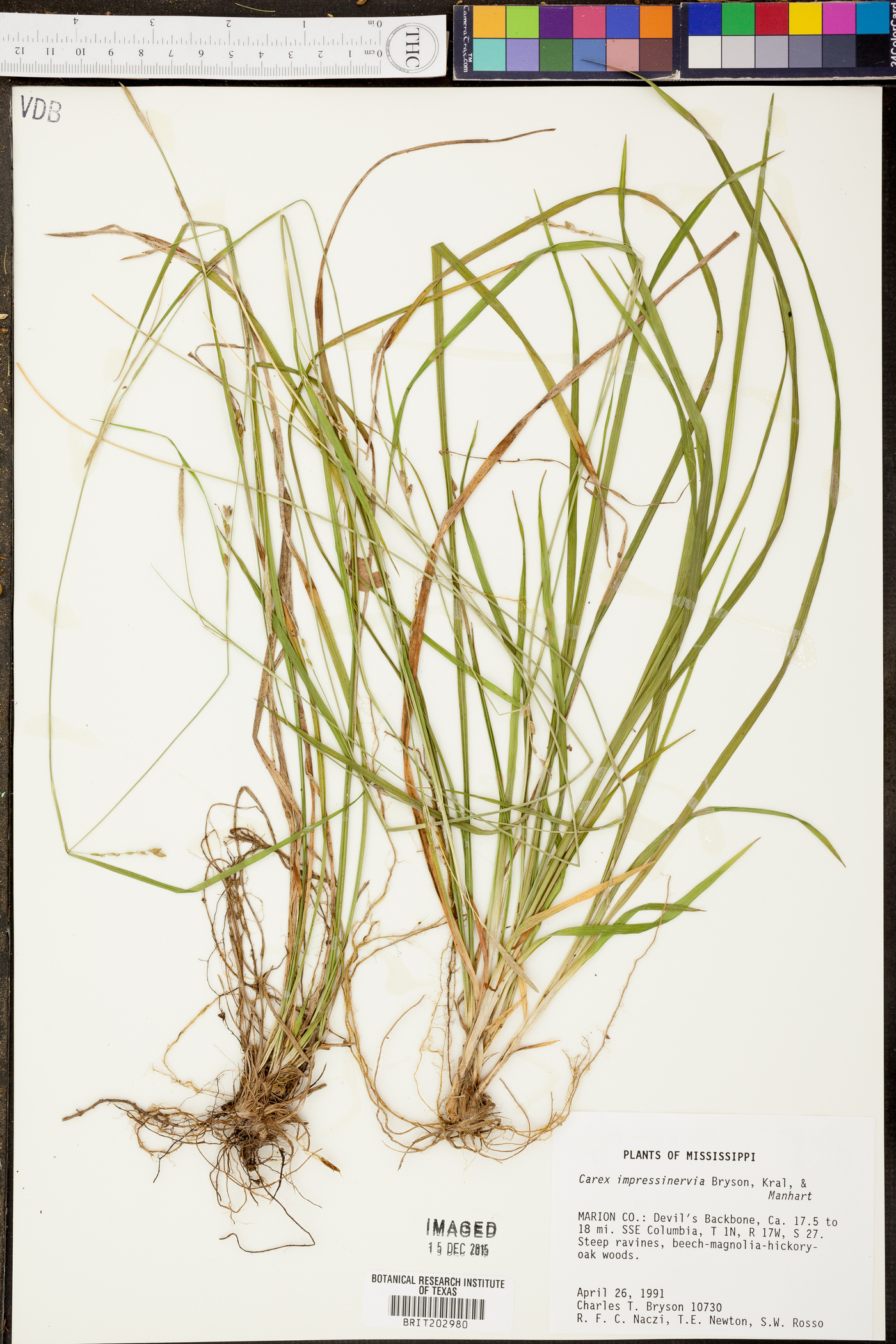 Carex impressinervia image