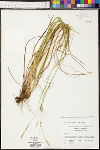 Carex impressinervia image