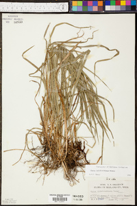 Carex hitchcockiana image